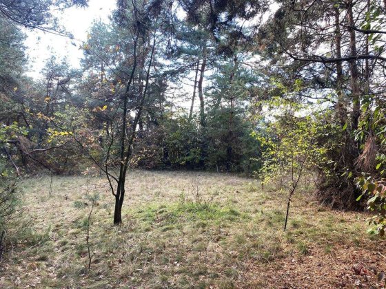 Продам ділянку мрії  біля соснового лісу в м.Гайворон! Гайворон
