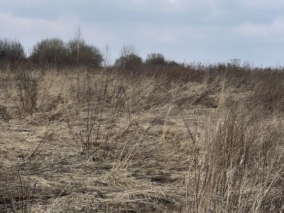 Продаж земельної ділянки під будівництво площею 40 сот. в Сокільниках (район Рівєри). Ціна 208000$. Сокільники