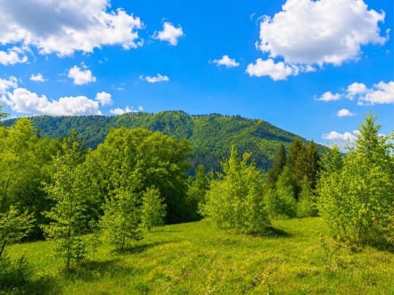 Земельна ділянка Славсько 37.5 соток Славське