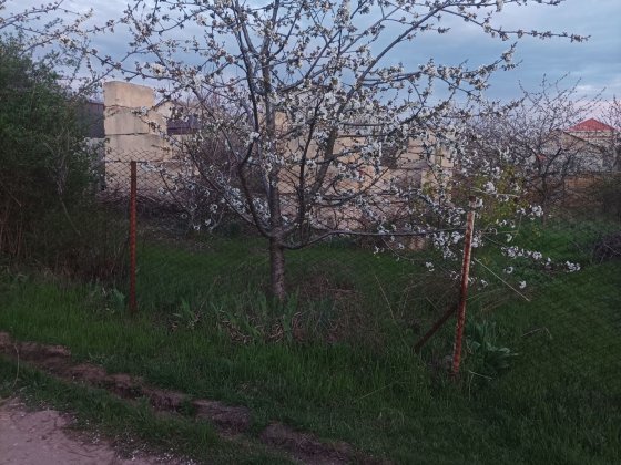 Садовый участок ( не приватизированный) Сливине