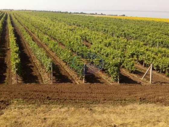 Виноградне господарство «під ключ» на березі лиману. Виноградник. Свердловина. Вода. Полив Овидиополь