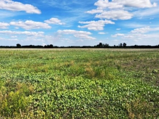 Продам участок 8 га Великий Дальник Маяцка трасса Одесса Рени Беляевка