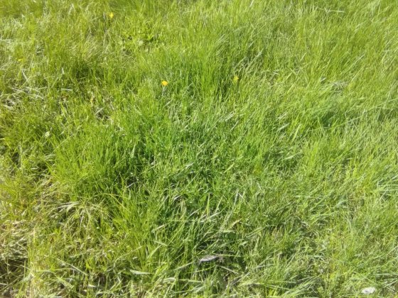 Продам земельну ділянку Хорол
