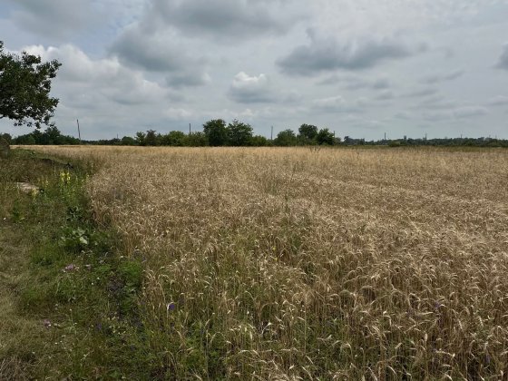 Продам земельну ділянку приватизовану Нові Санжари