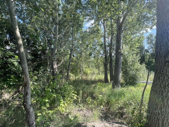 Участок в Кривушах Кривуші