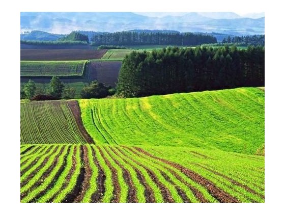 Продаж землі , пай 5.4 га. Лохвица
