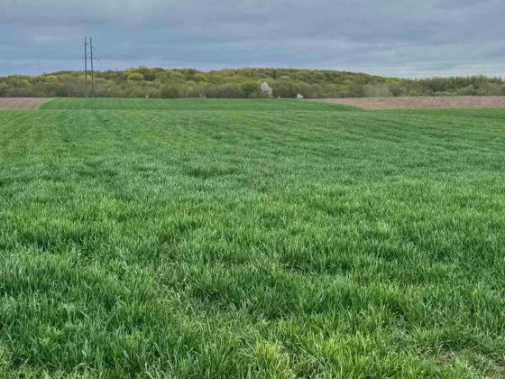 Продаж ділянки під забудову 2 га Колоденка Колоденка