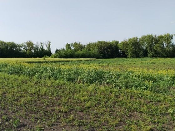 Продам участок для садівництва  0,1146  га смт Млинів с.Пекалів Млинов