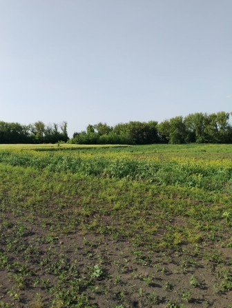 Продам участок для садівництва  0,1146  га смт Млинів с.Пекалів - фото 1