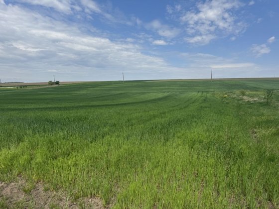 Продаж земельної ділянки в Теребовлі Теребовля