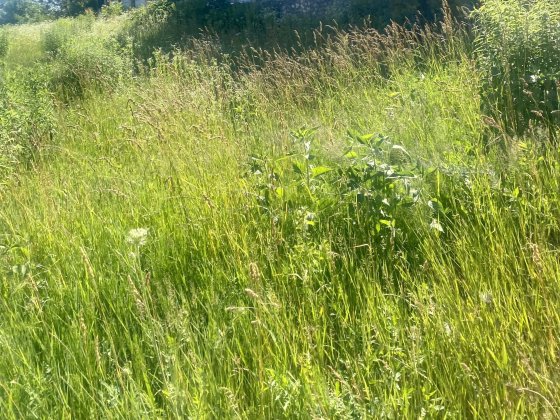 ПРОДАЖ ЗЕМЕЛЬНОЇ ДІЛЯНКИ 11 сотих с.БІЛА Тернопільського району