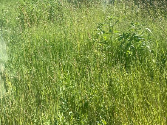 ПРОДАЖ ЗЕМЕЛЬНОЇ ДІЛЯНКИ с.Біла 12 сотих Тернопільський район