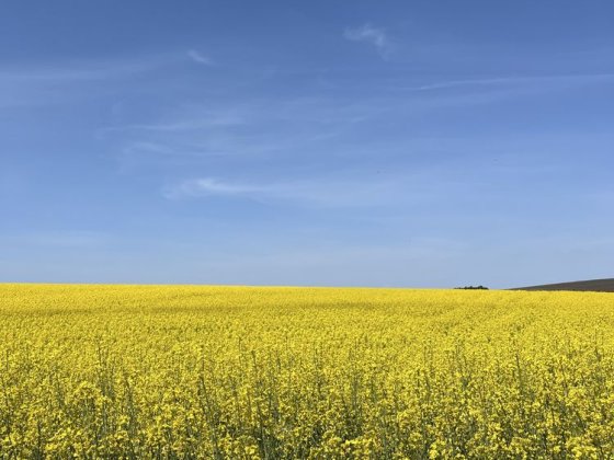 Продам земельну ділянку в с.В.Березовиця