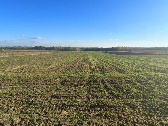 Продаж земельної ділянки, Стара Ушиця, під будівництво Старая Ушица