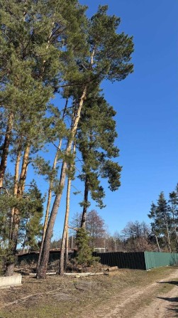 Земельна ділянка біля лісу - фото 1
