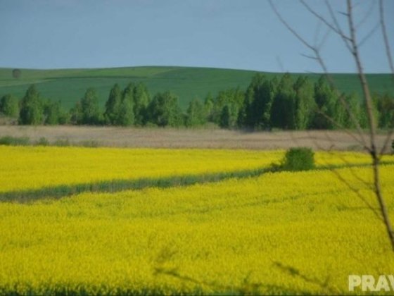 земельна ділянка, поле 20.34 га Звенигородка