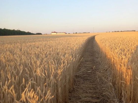Продам пай у Черкаській області