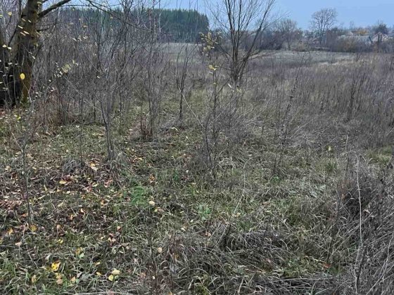Пропоную до продажу земельну ділянку в с. Мошни Мошны