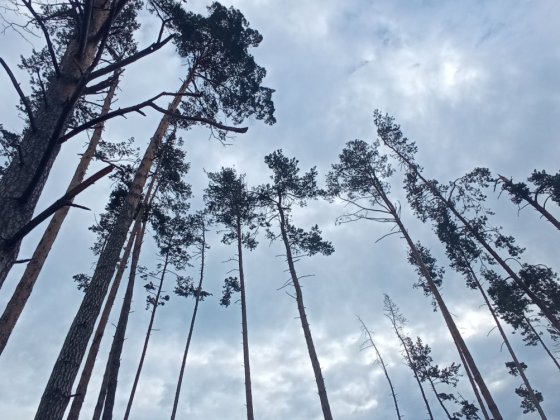 Продам земельну ділянку у с. Кедина Гора Кедина Гора