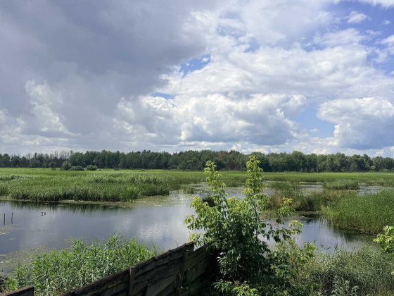 Ділянка 12,5 соток під забудову, 100 м до Дніпра, сосновий ліс