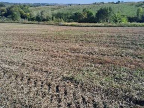 Продам земельну ділянку Чагор