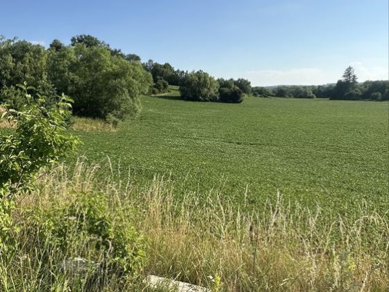 Продаж; ділянка; В. Кучурів; Чернівці; 45 соток; під СГ Великий Кучуров