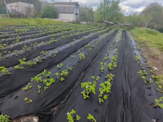 Продам ровный  дачный участок. 12 соток Володимирське