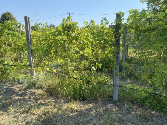 Участок 30 соток Куриловка Курилівка