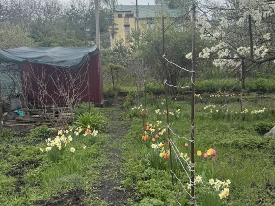 Продам дачный участок с/т Орель с коммуникациями! Курилівка