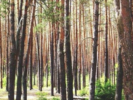 Участок 10 соток в Биківні, Київ Київ