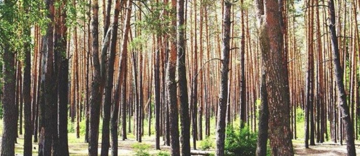 Участок 10 соток в Биківні, Київ - фото 1