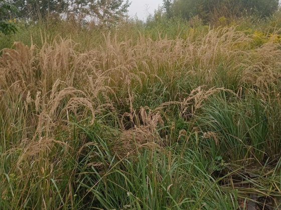 3,62 сотки зем. ділянку у Києві за сотку 5 000 торг Київ