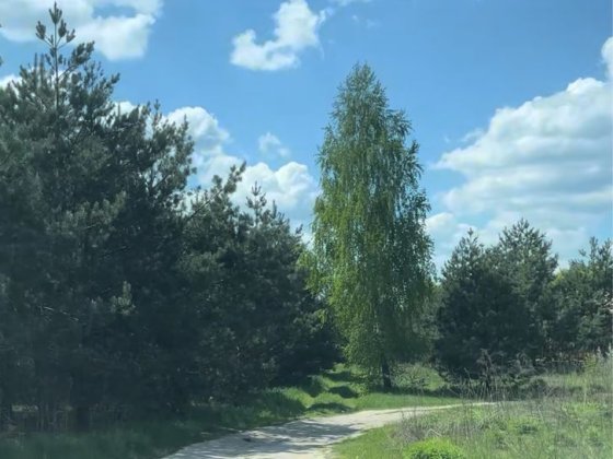 Земельна Ділянка СТ Родзинка Бровари Бровари