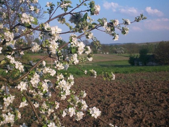 Продам участок с.Узин Белая Церковь
