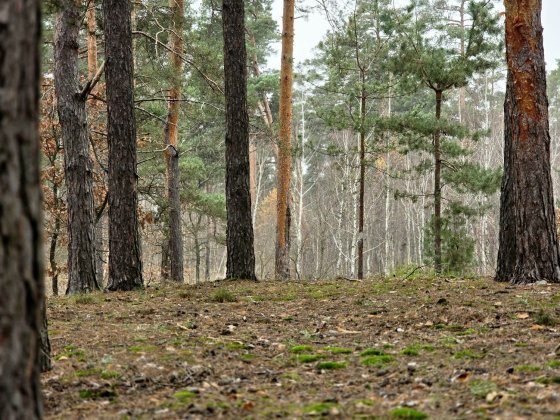 Ділянка під будівництво Ірпінь, лісовий масив Ірпінь
