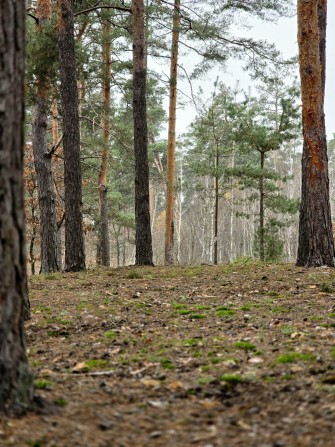 Ділянка під будівництво Ірпінь, лісовий масив - фото 1