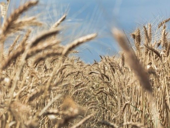 Продажа земельного пая 3,5635 Чернозем! Кременчук