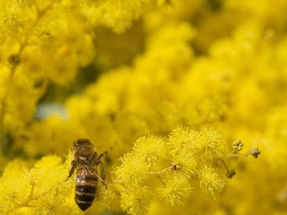 Продам дачу, земельну ділянку район Єлектрозаводу Кривий Ріг
