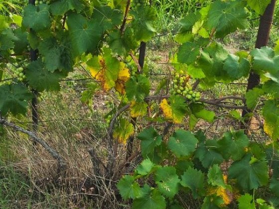 Продаж дачі у місті Кривий Ріг в центрально-міському районі(мопр) Кривий Ріг