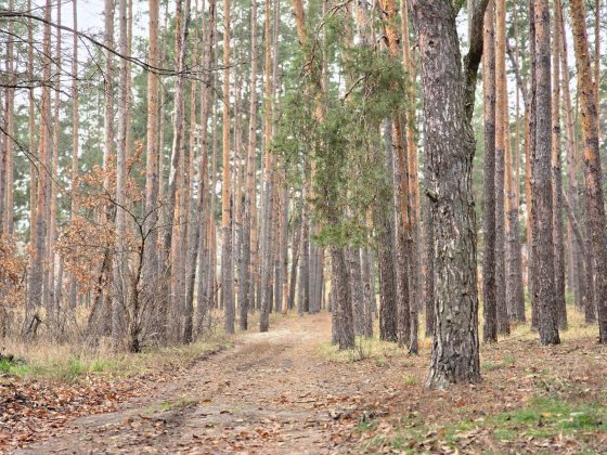Ділянка 10 соток під будівництво. Комунікації поруч Ирпень