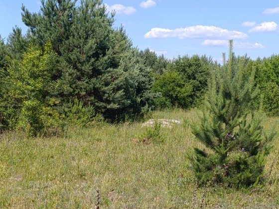 Продам ділянку  1.2771га для ведення  селянського  господарства Луцк