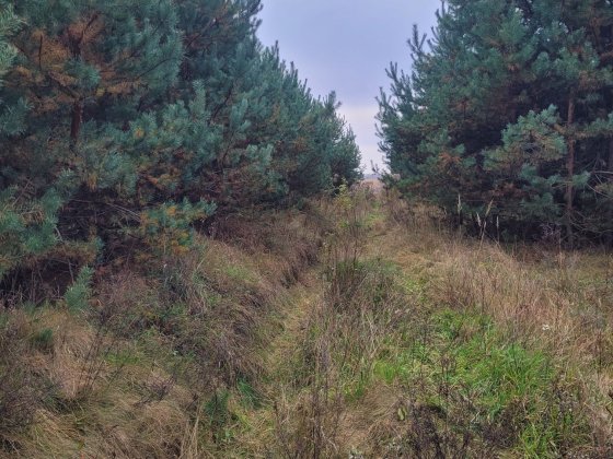 1.3га під житлову ліс Ровно