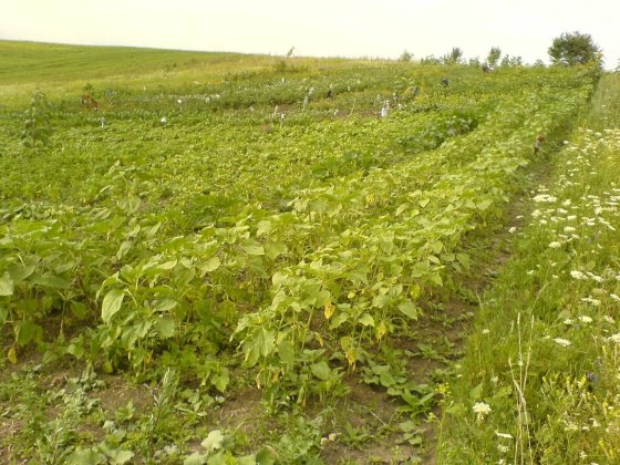 Продам дві ділянки землі по 8 соток Хмельницький в районі Книжківці Хмельницкий