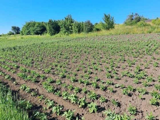 Земельна ділянка в Дубово чудове місце для садівництва та відпочинку! Хмельницький