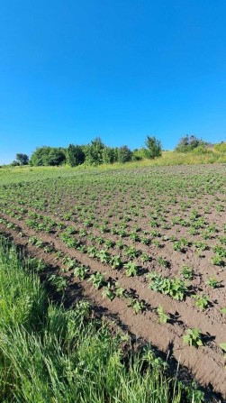 Земельна ділянка в Дубово чудове місце для садівництва та відпочинку! - фото 1