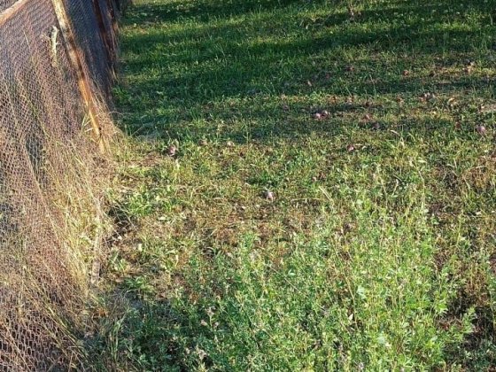 Терміново продам земельну ділянку Черновцы