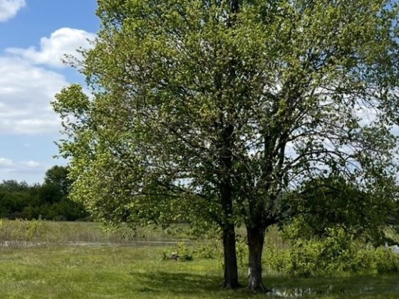 Продам земельні участки Чернігів