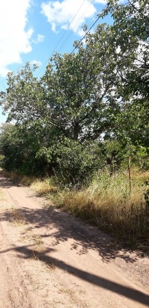 Дачний участок (земельна ділянка) - фото 1