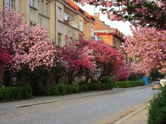 Здається історична квартира Ужгород