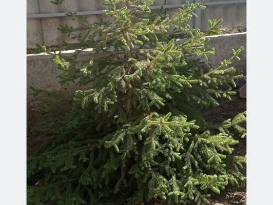 Сдам дачу на Кремлевской правый берег Запорожье